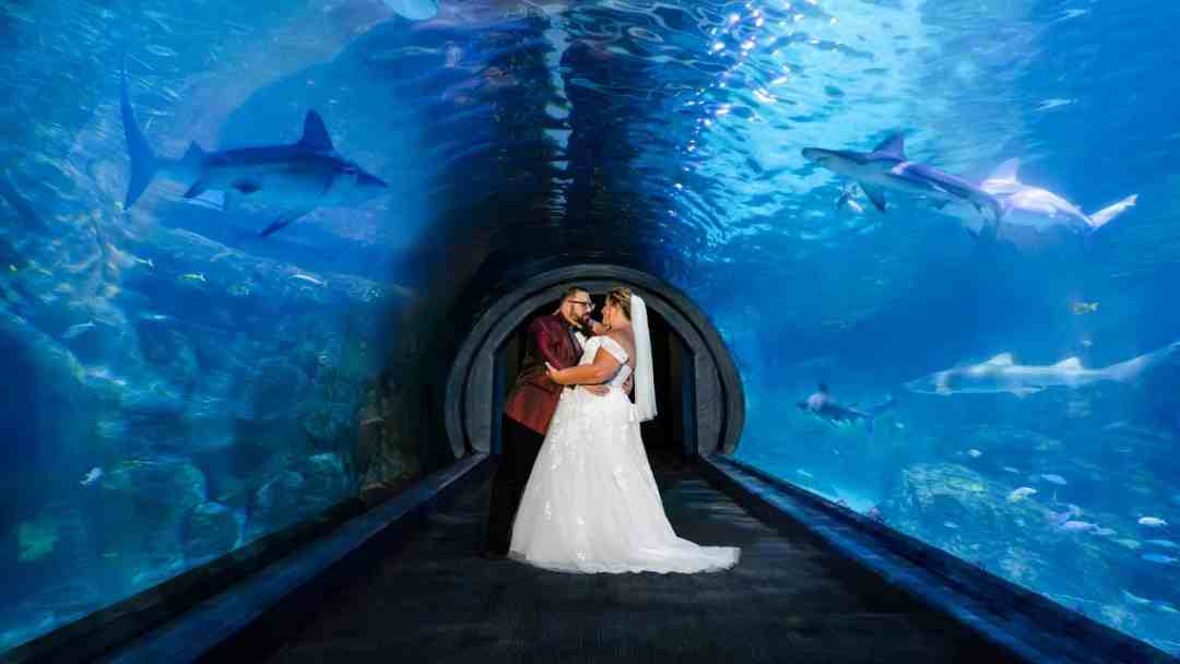 Adventure Aquarium wedding Photographer with couple inside the famous Shark Tank Tunnel.