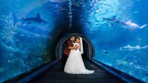 Adventure Aquarium wedding Photographer with couple inside the famous Shark Tank Tunnel.